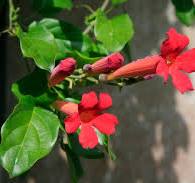 Mexican Blood Trumpet